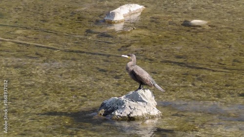 岩の上で休むカワウ