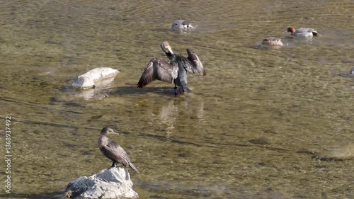 羽を乾かすカワウと食事中の鴨