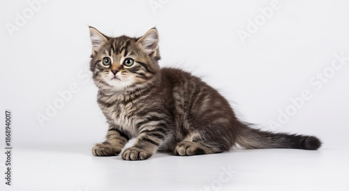 明るく均一な柔らかな光が降り注ぐ清潔な白いスタジオでフワフワした茶トラの子猫がキラキラした瞳で好奇心旺盛にこちらをじっと見つめながら座っています. AI Generated