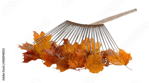 Raking vibrant autumn maple leaves for fall yard work and seasonal garden cleanup on transparent background