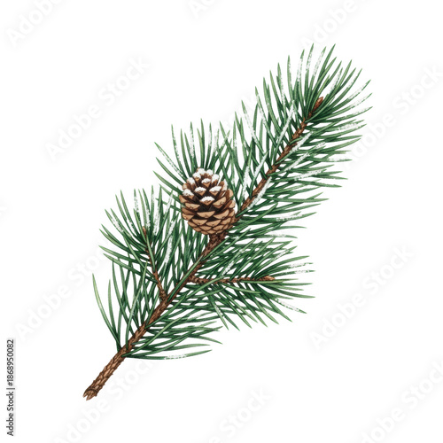 meticulously detailed watercolor illustration of a scots pine branch with emerald green needles and snow, flat lay on a smooth transparent surface, concept of elegant winter holidays