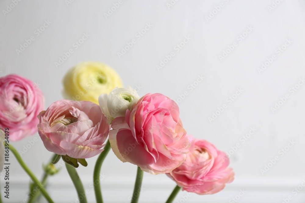Fototapeta premium Beautiful ranunculus flowers on light background, closeup. Space for text