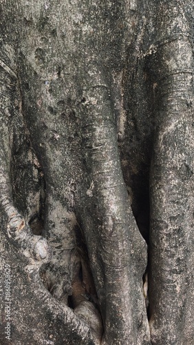 Tree trunk with an odd shape. Close-up of the knotted wood.