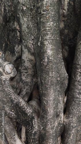 Tree trunk with an odd shape. Close-up of the knotted wood.