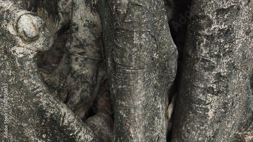 Tree trunk with an odd shape. Close-up of the knotted wood.