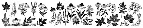 Set of hand drawn medicinal herbs and botanical plants sketch