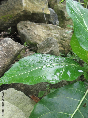 a wild plant whose name is unknown grows on a pile of rocks