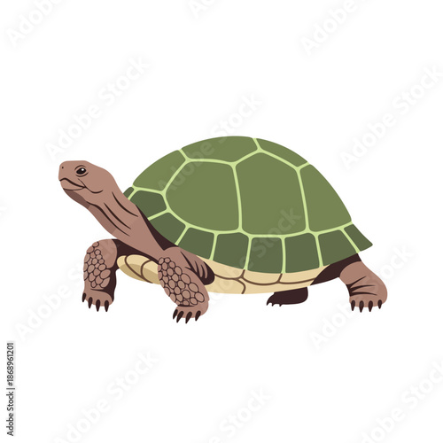 A cute wild tortoise with a brown shell is isolated on a white background and walking on a branch as a slow reptile pet in nature