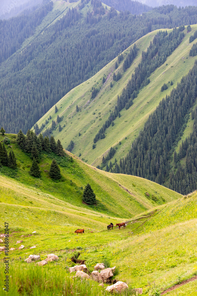 Fototapeta premium Spruce Valley in Guozigou, Ili, Xinjiang
