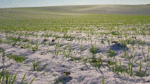 Green grass peeks through snow in a field under a bright sky in spring. The scene shows the contrast between winter and the arrival of warmer weather
