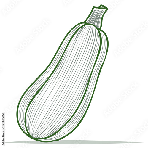 Zucchini Sketch Drawing of a Green Summer Squash Vegetable