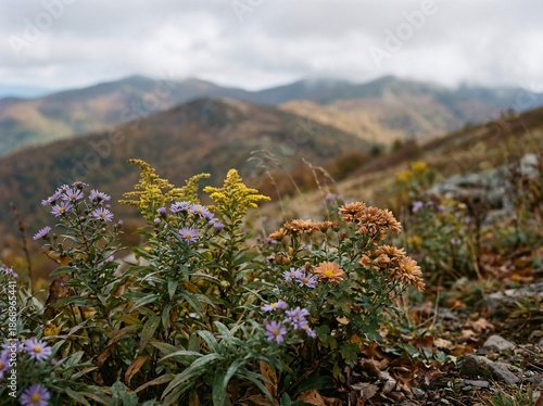 Colorful wildflowers bloom on an autumn mountain slope with rolling hills under a cloudy sky