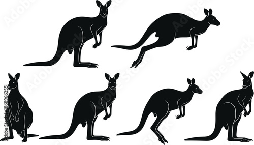 Kangaroo silhouettes collection, Australian marsupial animal in standing and jumping poses, wildlife nature set, black vector illustration for education and animal design projects