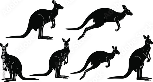 Kangaroo silhouette pose collection, Australian wildlife vector illustration set showing jumping and standing marsupial animals, black nature icons for design