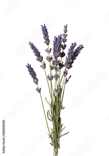 Small, delicate dried lavender flowers, muted purple florets, shriveled texture, and faded leaves, in a macro studio shot with soft lighting against a white background, concept of organic wellness