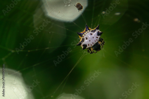 Bilde på lerret Macro close-up of a spiny orb weaver spider hanging on delicate web with green blurred background