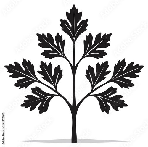 Silhouette illustration of a detailed black parsley leaf on a white background