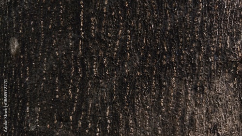 Texture of tree bark close up detail