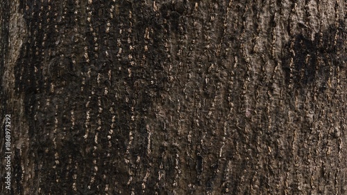 Texture of tree bark close up detail