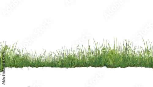 白い背景に切り抜かれた、鮮やかな緑の草の帯が透明感を持ち、デザイン素材として使用できる春のイメージ。