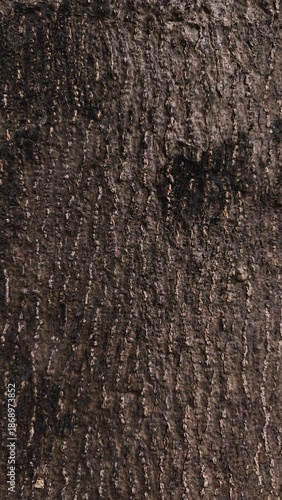 Texture of tree bark close up detail