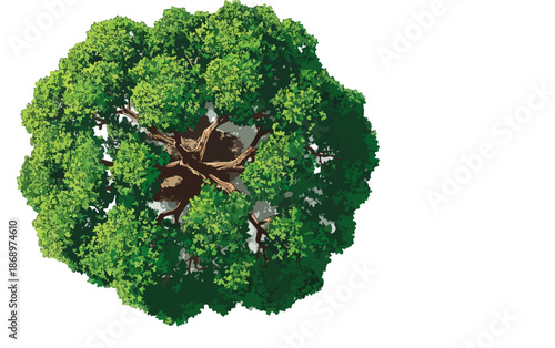 白い背景に透過処理された、真上から俯瞰した緑豊かな樹木のベクターイラストレーション。自然、環境、成長を象徴するデザイン素材として、様々なプロジェクトに活用できるクリーンなイメージ。