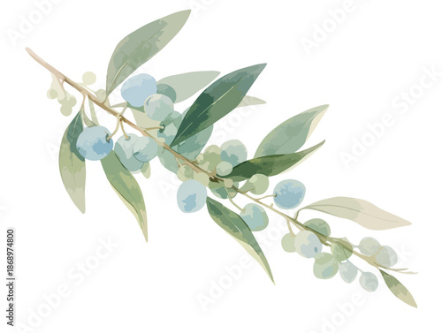 透明感あふれる水彩で描かれた、白い背景に映える淡い青い実と緑の葉を持つボタニカルな枝のイラストレーション。