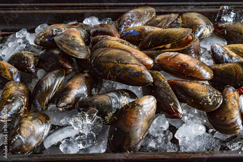 Fresh Mussles on Ice