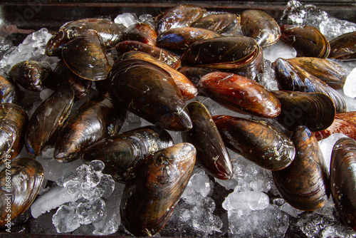Fresh Mussles on Ice