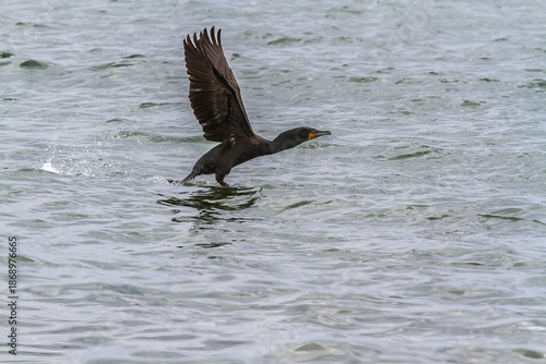 A Cormorant taking off from a river