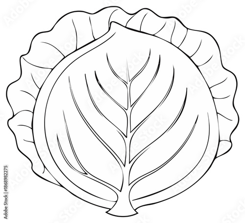 Cabbage outline graphic illustration. Vector drawing of healthy vegetable for design. Line art, coloring book page.