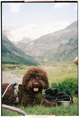 Film photo of a dog enjoying a mountain landscape in nature