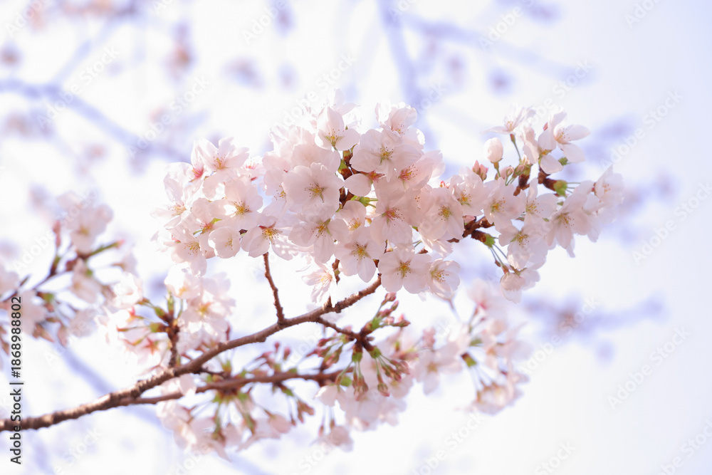 Obraz premium さくらの花