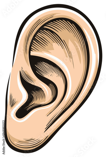 Human Ear Anatomical Drawing Illustration of Organ Hearing Sense Perception