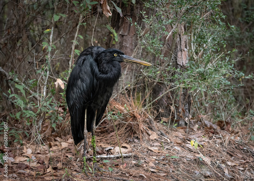 Lone Black Heron Standing Tall