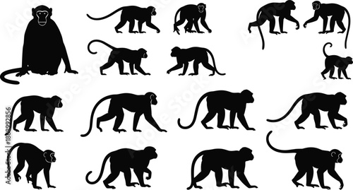 Monkey silhouette collection showing different poses walking sitting climbing isolated black animal figures vector illustration for adobe stock design