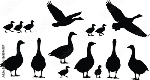 Black silhouette of geese and goslings collection, flying goose, farm birds set, gaggle of geese isolated on white background, waterfowl vector illustration