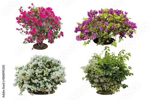Collection Bouquet, shrub of flowers. Rose periwinkle. primrose. (red, pink, purple) Rose Four o'clock Flower. Colorful flowers, primula vulgaris are blooming. white background. (png) Total 4 trees
