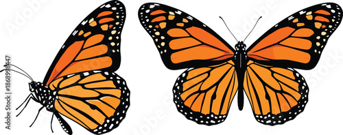 Detailed, Monarch, Butterfly, Illustration, Set, featuring, Side, and, Top, Views, with, Vibrant, Orange, Wings, Isolated, on, White, Background, for, Nature, Design