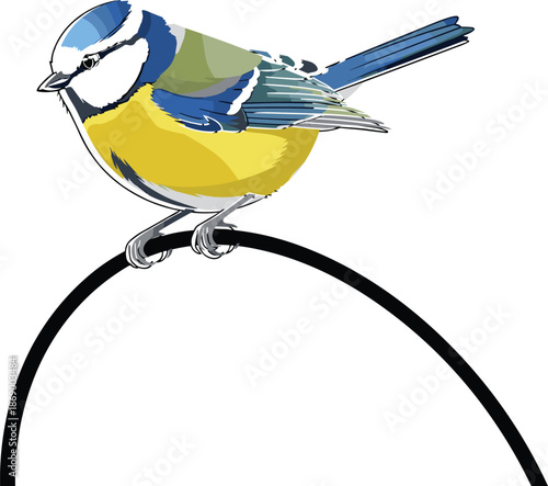 Colorful blue tit bird illustration perched on branch, wildlife vector art, small songbird design for nature themed creative projects use