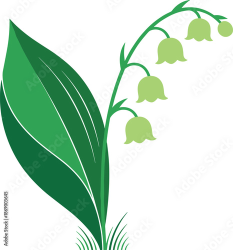 Green lily of the valley flower illustration vector with leaves and bell blossoms isolated on white background for botanical use