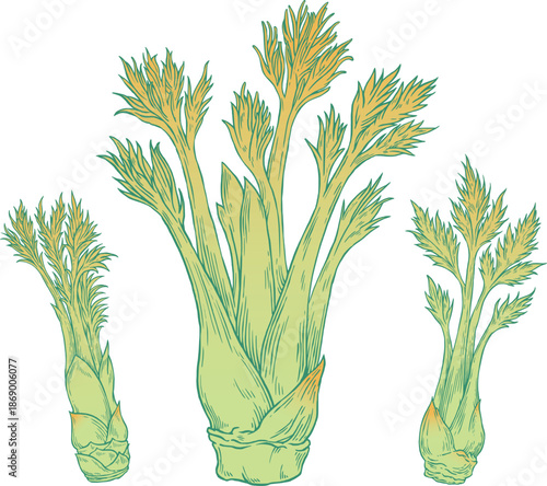 Vintage hand drawn Aralia elata illustration set, seasoned Korean angelica tree shoots engraving sketch for healthy vegetable design