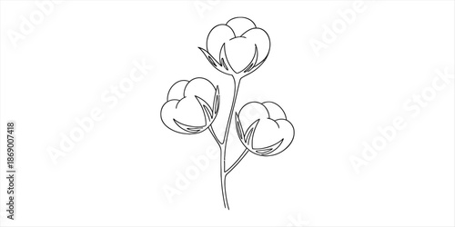 A minimalist black and white line art illustration featuring a delicate cotton plant stem with three prominent bolls. Vector, illustration