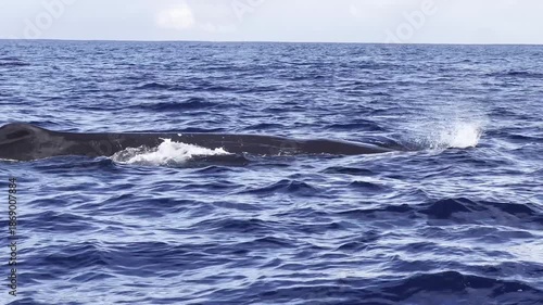 A majestic sperm whale stays afloat on the deep blue ocean surface to take a breath before diving