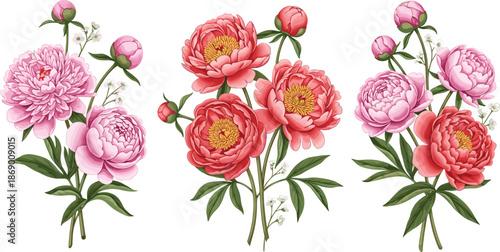 Beautiful pink and red peony flower bouquets, hand drawn botanical illustration for spring wedding decor, floral greeting cards, and nature patterns.