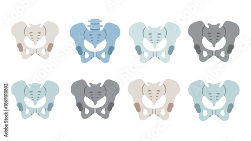 Illustrated collection of colorful pelvic bone illustrations, showing anatomical variations