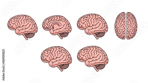 Human Brain Anatomy Detailed Illustrations of the Cerebral Structure in Multiple Perspectives
