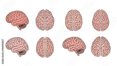 Anatomical Illustrations of the Human Brain in Various Views for Educational Purposes