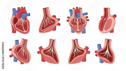 Human Heart Anatomy Cross-Sections and Diagrams for Medical Education and Healthcare Visuals