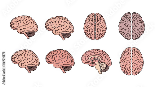 Human Brain Anatomy Illustrations of the Brain in Various Views for Medical and Educational Purposes